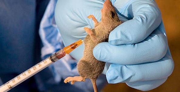 Lassa Fever Outbreak in Ondo Claims 12 Lives, Over 100 Cases Confirmed 8 Lassa Fever Outbreak in Ondo Claims 12 Lives, Over 100 Cases Confirmed