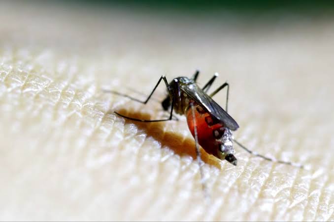 NCDC Sounds Alarm Over Chikungunya Outbreak in Nigeria 7 NCDC Sounds Alarm Over Chikungunya Outbreak in Nigeria