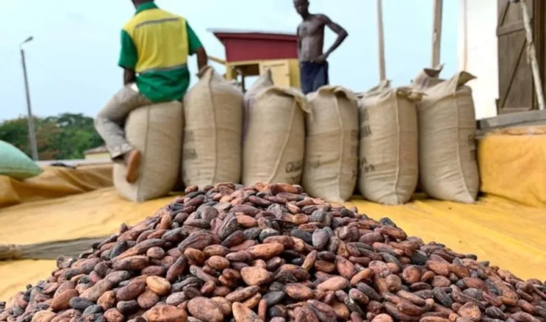 West Africa Cocoa Prices Drop 30% as Farmers Struggle to Sell Beans 13 IMG_3867